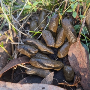 Trichosurus vulpecula at Molonglo Valley, ACT - 24 Jun 2023