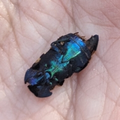 Castiarina klugii (Jewel beetle) at Molonglo Valley, ACT - 24 Jun 2023 by HelenCross