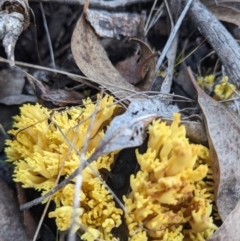 Ramaria lorithamnus at Molonglo Valley, ACT - 24 Jun 2023