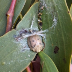 Paropsis charybdis at Stromlo, ACT - 23 Jun 2023