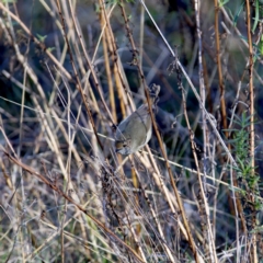 Acanthiza pusilla (Brown Thornbill) at Googong, NSW - 25 Jun 2023 by Wandiyali