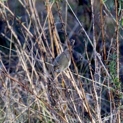 Acanthiza pusilla (Brown Thornbill) at Googong, NSW - 25 Jun 2023 by Wandiyali