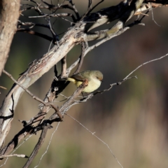 Acanthiza reguloides (Buff-rumped Thornbill) at Wandiyali-Environa Conservation Area - 24 Jun 2023 by Wandiyali