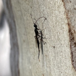 Monomachus antipodalis at Greenleigh, NSW - 25 Jun 2023 12:20 PM