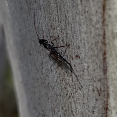 Monomachus antipodalis at Greenleigh, NSW - 25 Jun 2023 12:20 PM