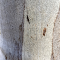 Monomachus antipodalis at Greenleigh, NSW - 25 Jun 2023 12:20 PM