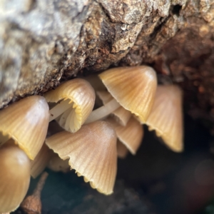 Mycena sp. at Campbell, ACT - 25 Jun 2023