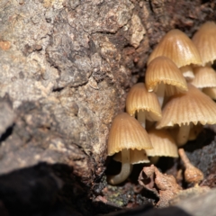 Mycena sp. at Campbell, ACT - 25 Jun 2023