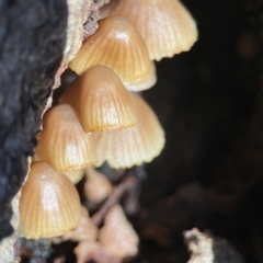 Mycena sp. at Campbell, ACT - 25 Jun 2023