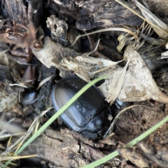 Pterohelaeus piceus (Pie-dish beetle) at Campbell, ACT - 25 Jun 2023 by Hejor1