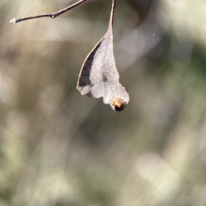 Salsa fuliginata at Campbell, ACT - 25 Jun 2023