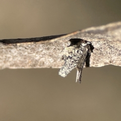 Psychidae (family) IMMATURE (Unidentified case moth or bagworm) at Mount Ainslie to Black Mountain - 25 Jun 2023 by Hejor1