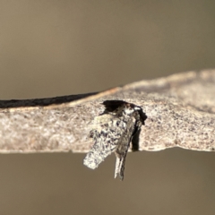 Psychidae (family) IMMATURE at Campbell, ACT - 25 Jun 2023 01:19 PM