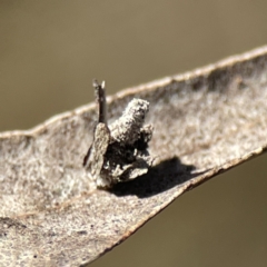 Psychidae (family) IMMATURE at Campbell, ACT - 25 Jun 2023 01:19 PM