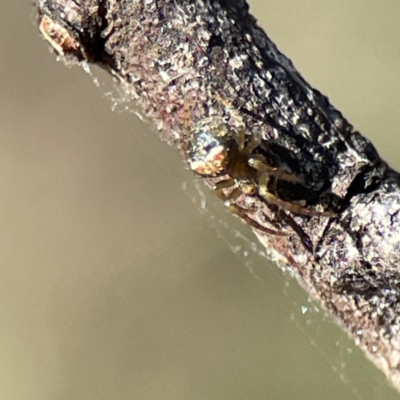 Araneus albotriangulus (White-triangle orb weaver) at Campbell, ACT - 25 Jun 2023 by Hejor1