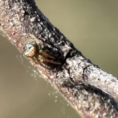 Araneus albotriangulus at Campbell, ACT - 25 Jun 2023