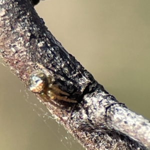 Araneus albotriangulus at Campbell, ACT - 25 Jun 2023