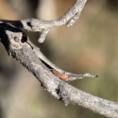 Araneae (order) (Unidentified spider) at Campbell, ACT - 25 Jun 2023 by Hejor1