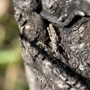 Coryphistes ruricola at Campbell, ACT - 25 Jun 2023