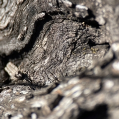 Coryphistes ruricola at Campbell, ACT - 25 Jun 2023