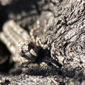 Coryphistes ruricola at Campbell, ACT - 25 Jun 2023