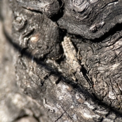 Coryphistes ruricola at Campbell, ACT - 25 Jun 2023