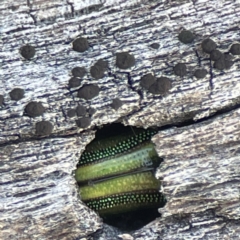 Calomela sp. (genus) (Acacia leaf beetle) at Campbell, ACT - 25 Jun 2023 by Hejor1