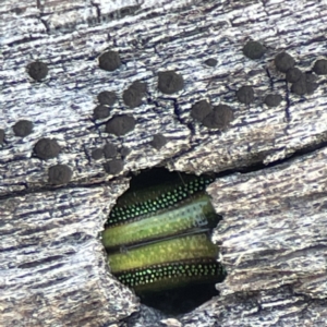 Calomela sp. (genus) at Campbell, ACT - 25 Jun 2023