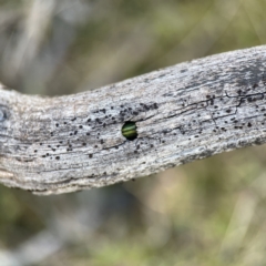 Calomela sp. (genus) at Campbell, ACT - 25 Jun 2023