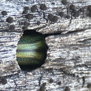 Calomela sp. (genus) at Campbell, ACT - 25 Jun 2023