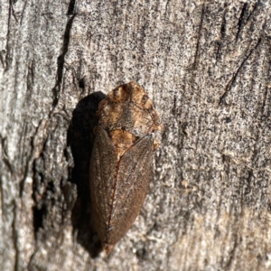 Stenocotis sp. (genus) at Campbell, ACT - 25 Jun 2023