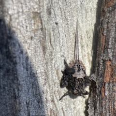 Platybrachys sp. (genus) (A gum hopper) at Campbell, ACT - 25 Jun 2023 by Hejor1