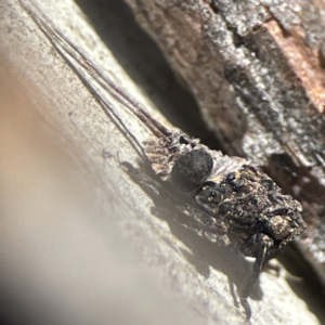 Platybrachys sp. (genus) at Campbell, ACT - 25 Jun 2023