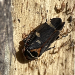 Eurymeloides pulchra (Gumtree hopper) at Campbell, ACT - 25 Jun 2023 by Hejor1