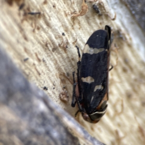 Eurymeloides pulchra at Campbell, ACT - 25 Jun 2023