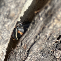 Eurymeloides pulchra at Campbell, ACT - 25 Jun 2023