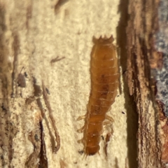 Platisus sp. (genus) (Flat bark beetle) at Campbell, ACT - 25 Jun 2023 by Hejor1
