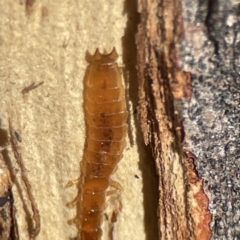 Platisus sp. (genus) at Campbell, ACT - 25 Jun 2023