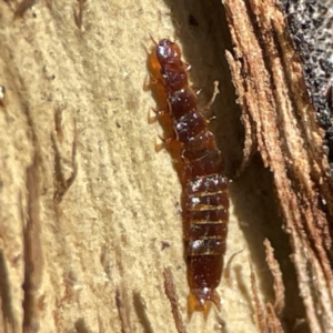 Platisus sp. (genus) at Campbell, ACT - 25 Jun 2023