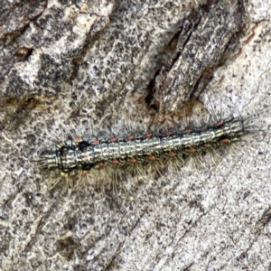 Anestia (genus) at Campbell, ACT - 25 Jun 2023