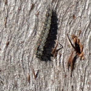 Anestia (genus) at Campbell, ACT - 25 Jun 2023