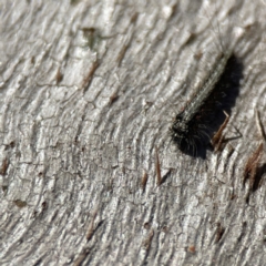 Anestia (genus) at Campbell, ACT - 25 Jun 2023