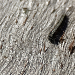 Anestia (genus) at Campbell, ACT - 25 Jun 2023