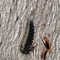 Anestia (genus) at Campbell, ACT - 25 Jun 2023