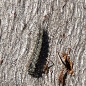 Anestia (genus) at Campbell, ACT - 25 Jun 2023