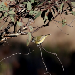 Acanthiza chrysorrhoa (Yellow-rumped Thornbill) at Googong, NSW - 24 Jun 2023 by Wandiyali