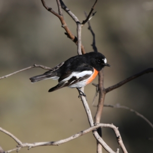 Petroica boodang at Googong, NSW - suppressed