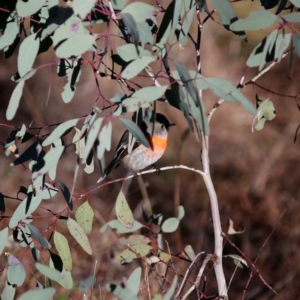 Petroica boodang at Googong, NSW - suppressed