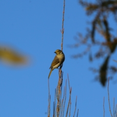 Ptilotula penicillata (White-plumed Honeyeater) at Wandiyali-Environa Conservation Area - 24 Jun 2023 by Wandiyali