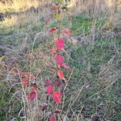 Pyrus sp. (An Ornamental Pear) at Isaacs Ridge - 25 Jun 2023 by Mike